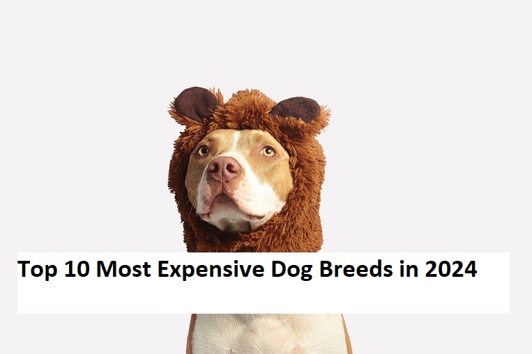 Top 10 Most Expensive Dog Breeds in 2024